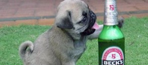 beber-cair-prazer