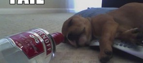 cachorro-boris