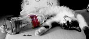 Gato dormindo com uma garrafa de whisky
