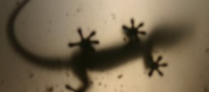 Sombra de uma salamandra