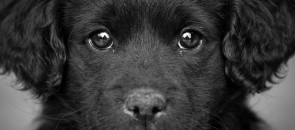 Cachorro chorando