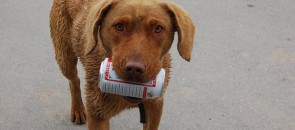 Cachorro com uma lata de cerveja