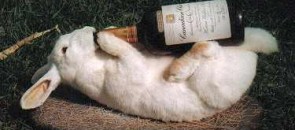 Coelho bebendo whisky