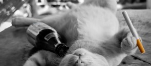 Gato bêbado com um cigarro na pata