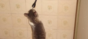 Gato cantando no chuveiro