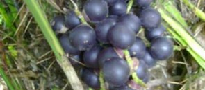 Fruta Tucum