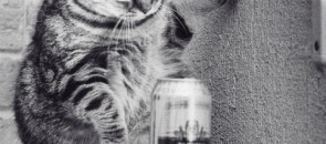 gato olhando para uma lata de cerveja