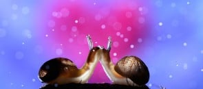 Dois caracóis se beijando