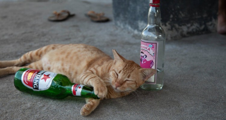 Thumb do artigo Como curar ressaca