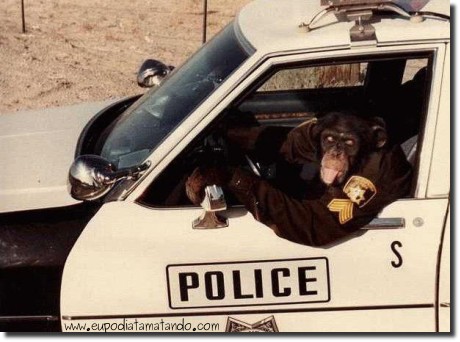 Macaco dentro de um carro de polícia