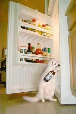 Gatinha com cerveja Gatinha com cerveja