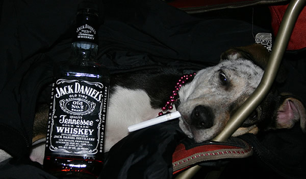 Cachorro deitado com cigarro na boca e whisky