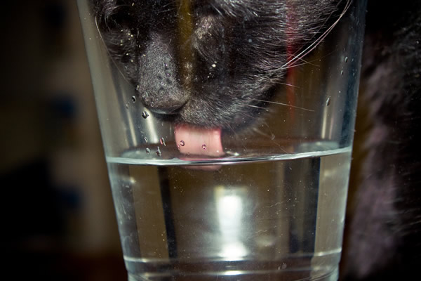 Um gato bebendo vodka