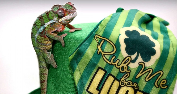 Thumb do artigo Feliz St. Patrick’s Day
