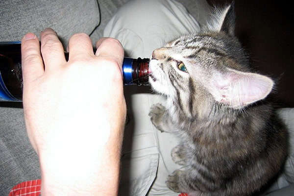 Gato bebendo cerveja Gato bebendo cerveja
