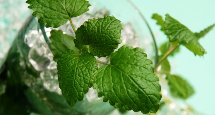 Thumb do artigo Drinks e receitas: Mojito