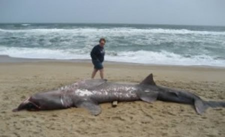 Tubarão morto na praia