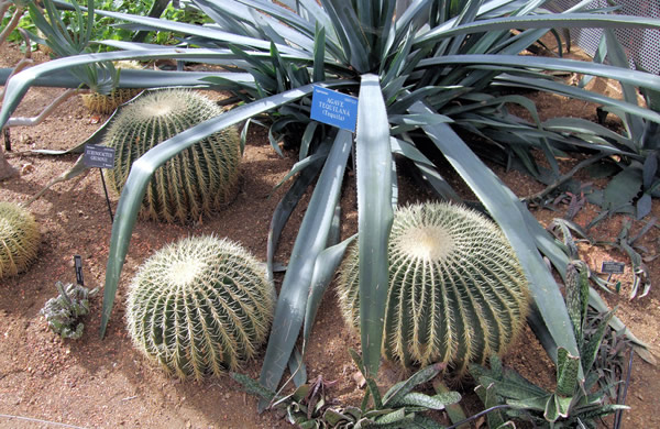 Agave azul