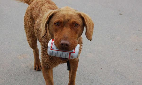 Cachorro com uma lata de cerveja