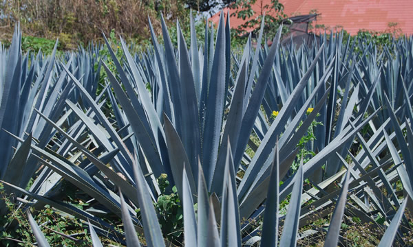 Plantação de Agave azul