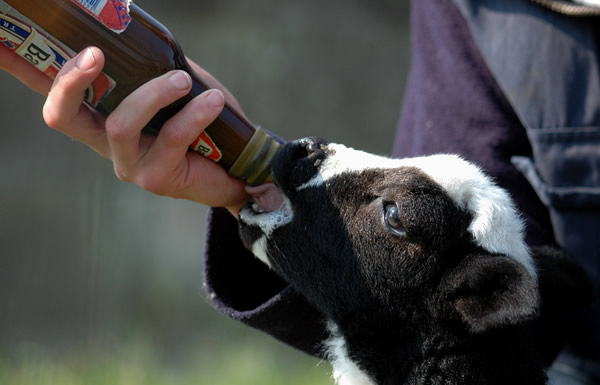 Bezerro bebendo cerveja