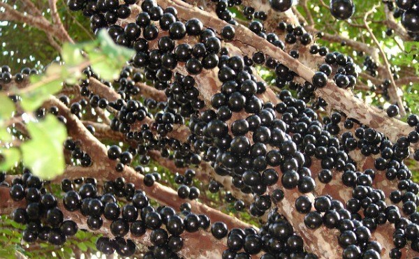 Jabuticabas presas em galhos