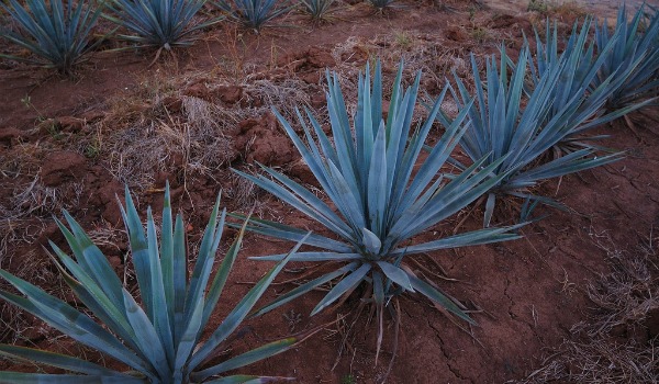 Agave azul da tequila