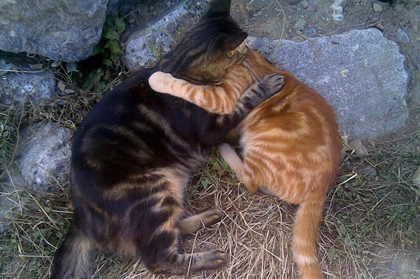 Gatos se beijando