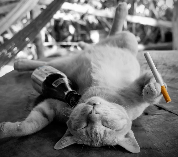Gato bêbado com um cigarro na pata