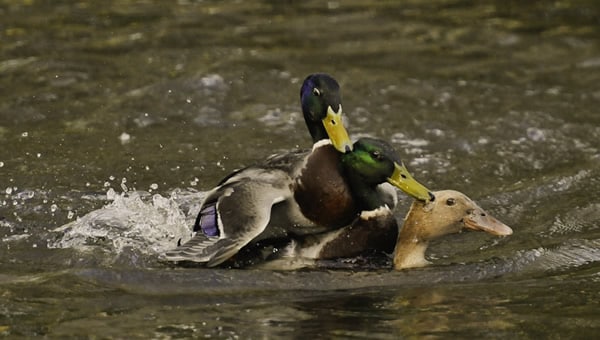 Menage a trois entre patos