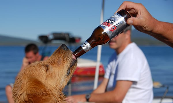 Cachorro bebendo cerveja longneck sem álcool