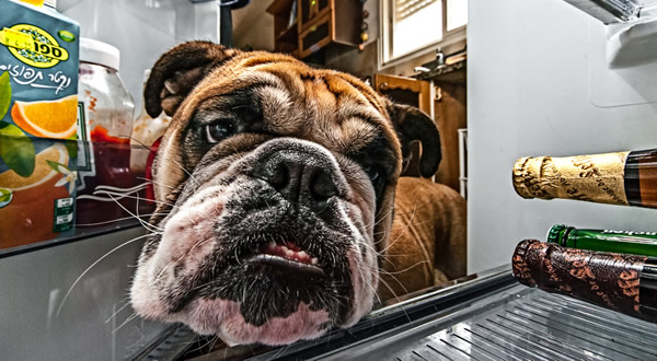 Cachorro abrindo geladeira e olhando cerveja