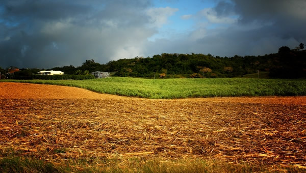 Fazenda com o canavial destruído