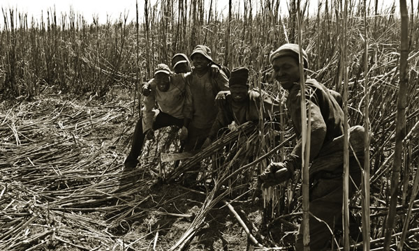 Trabalhadores num canavial