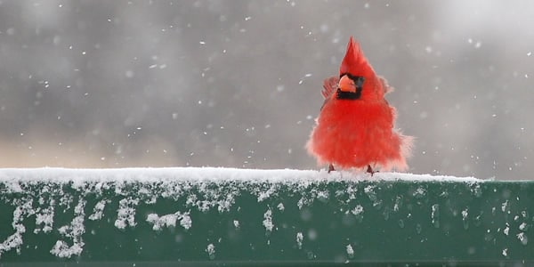 Pássaro vermelho