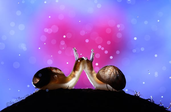 Dois caracóis se beijando