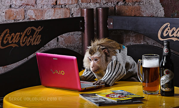 Macaco no computador com cerveja