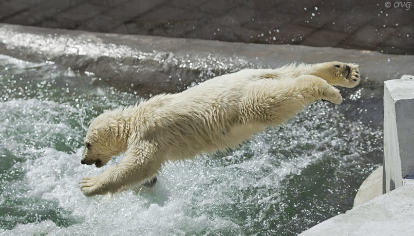 Urso pulando na jacuzzi