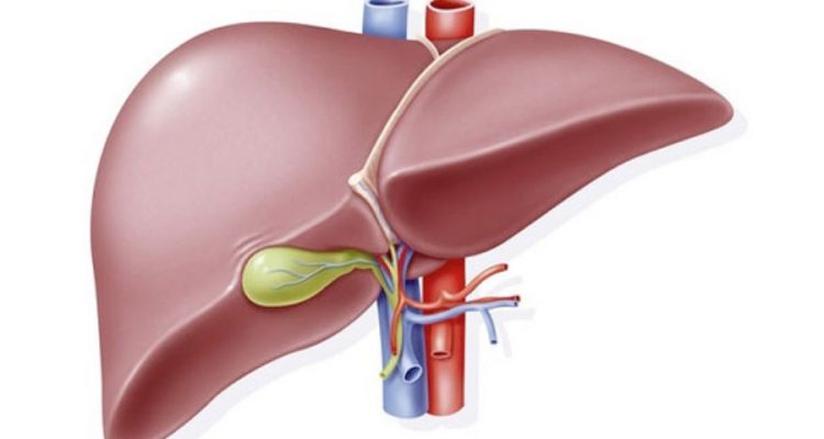Thumb do artigo Fígado, como ele funciona?