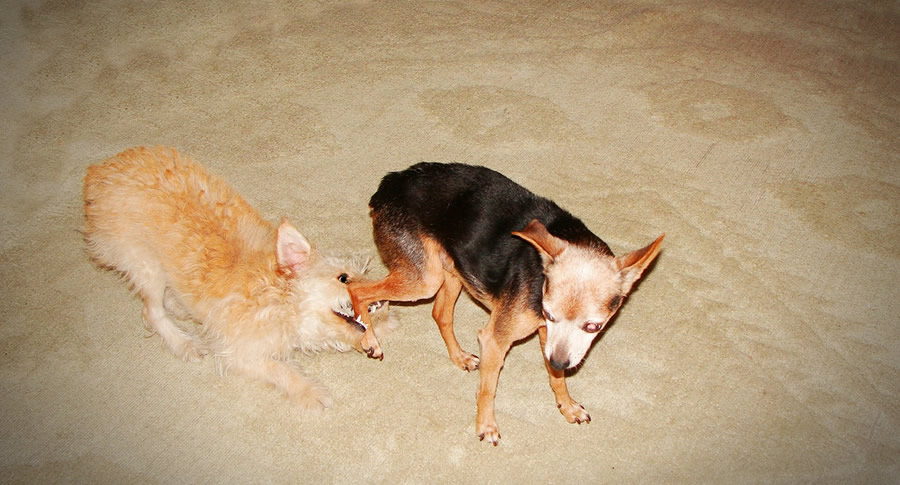 Cachorro dando porrada