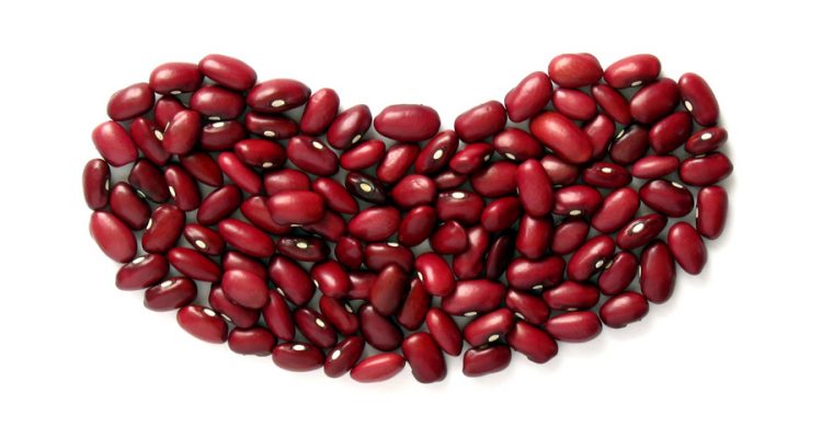 Thumb do artigo Rins, como eles funcionam?