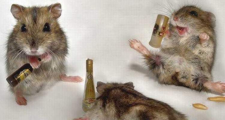 Thumb do artigo Algoritmo permite identificar bêbados em multidões