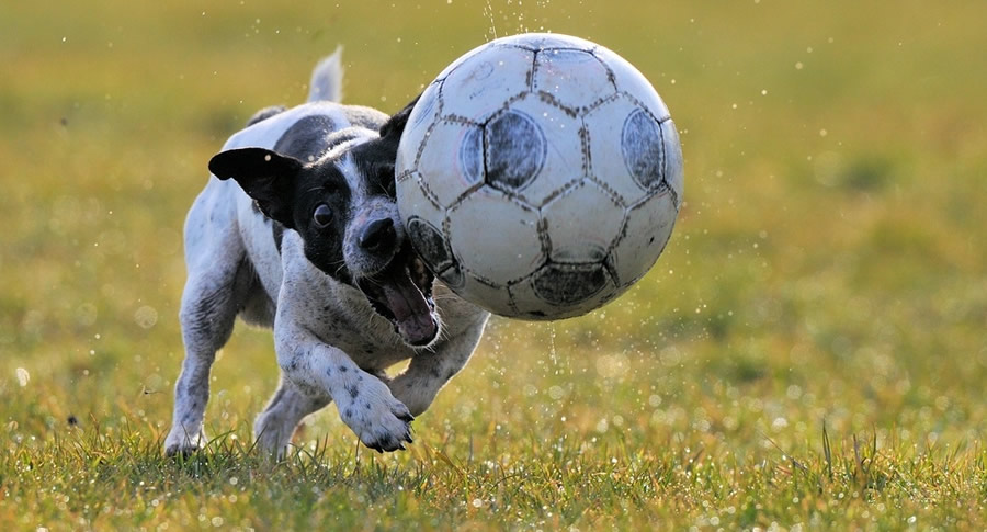 Cachorro jogando futebol