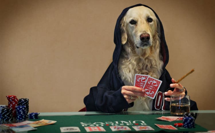 Cachorro jogando poker e contando mentiras etílicas