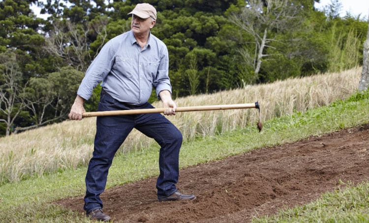 Felipão na plantação de cevada na Granja Comary