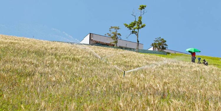 Plantação de cevada na Granja Comary