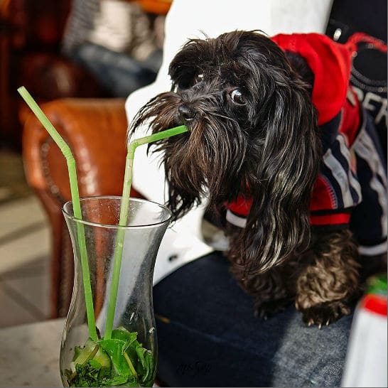 cachorro bebendo cerveja