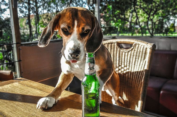 Cachorro Beagle e cerveja