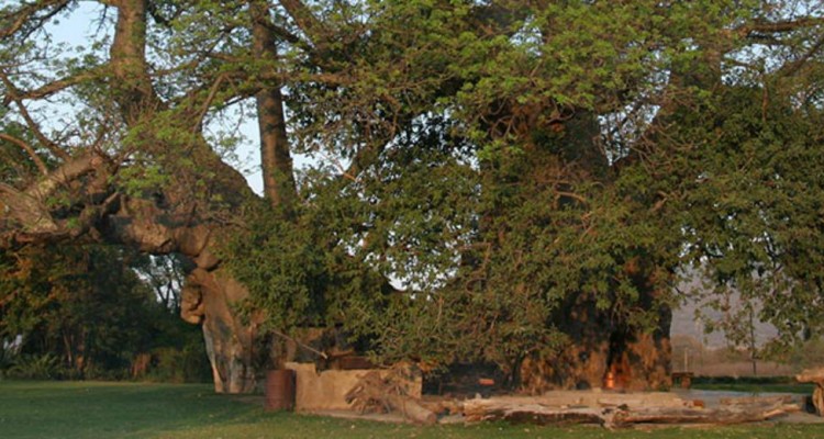 Thumb do artigo Que tal uma cerveja gelada no bar? Só que o bar fica dentro de uma árvore!