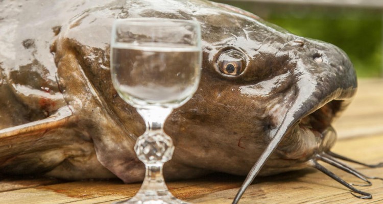 Thumb do artigo 10 dicas fodásticas para usar vodka barata